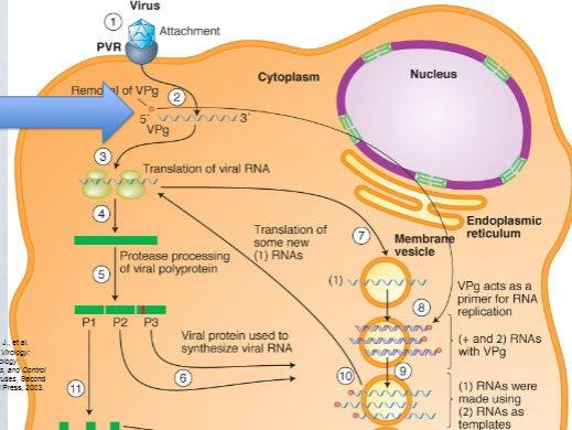 the cytoplasm (Remember, +ssRNA)