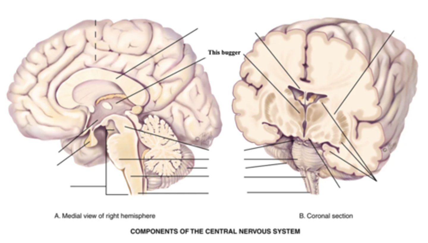 <p>Part of the brain that acts as the main relay station for the nervous system</p>