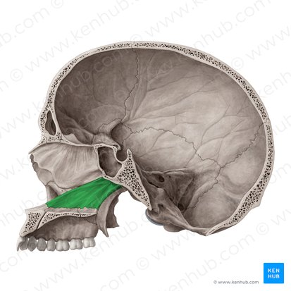 <p>Which bone landmark of the skull is V-shaped and bottom of nose? </p>