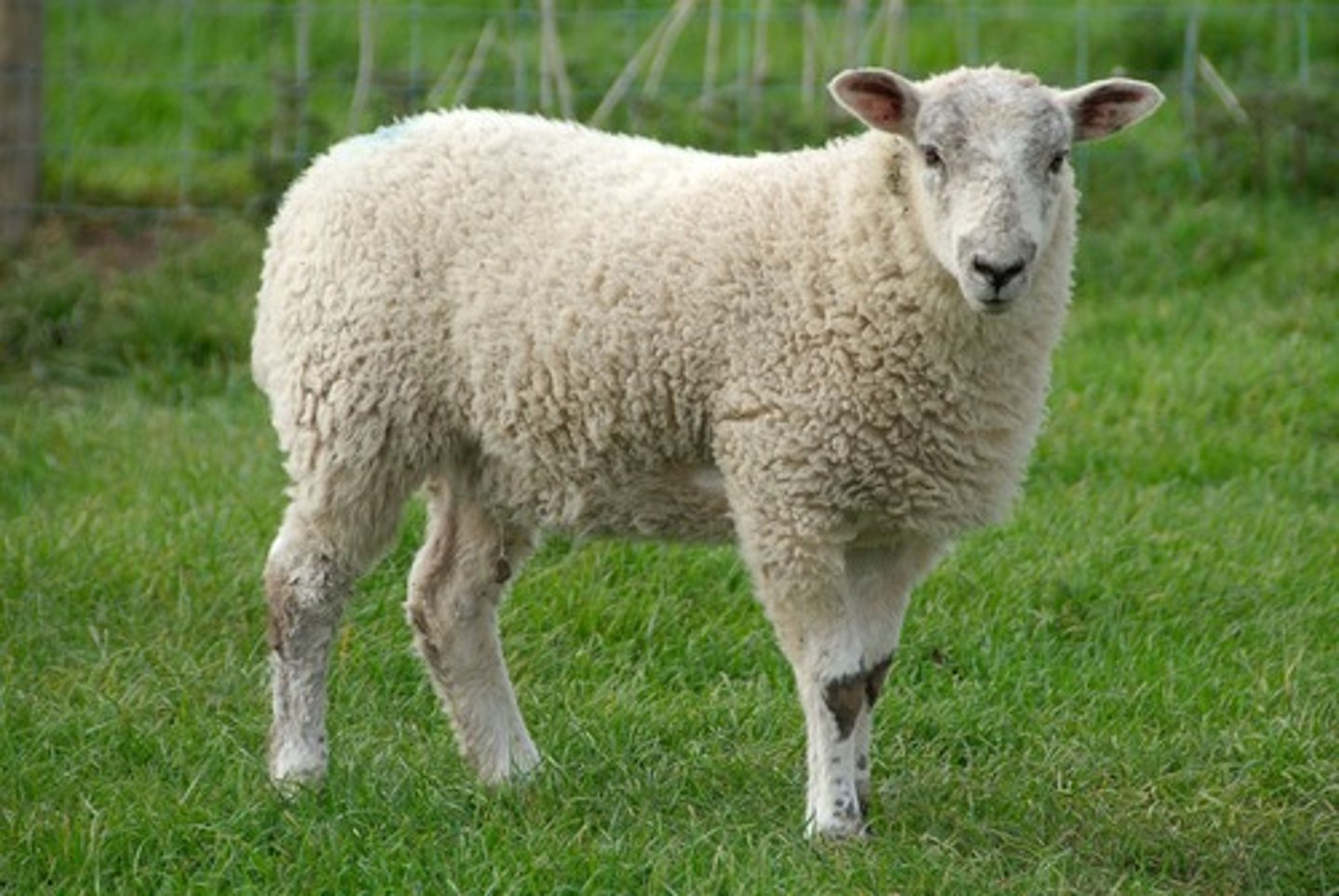 <p>sheep</p>