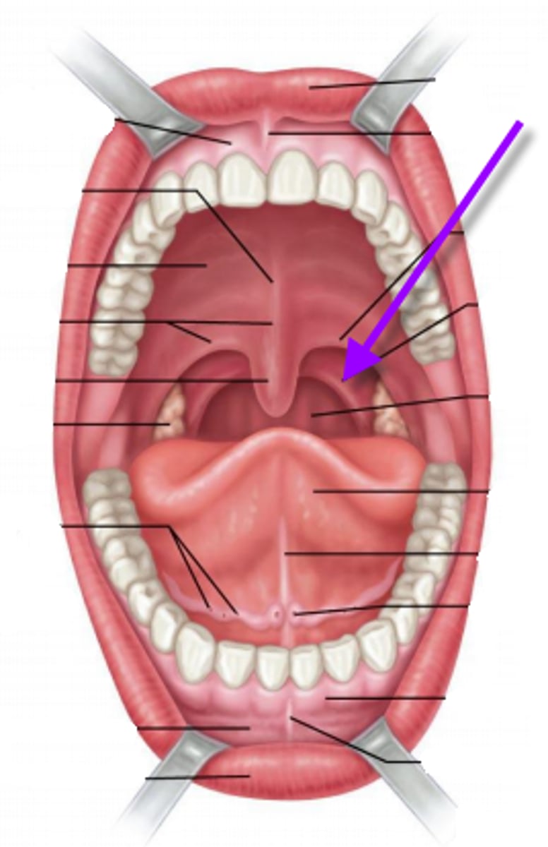 <p>entrance from oral cavity into throat</p>