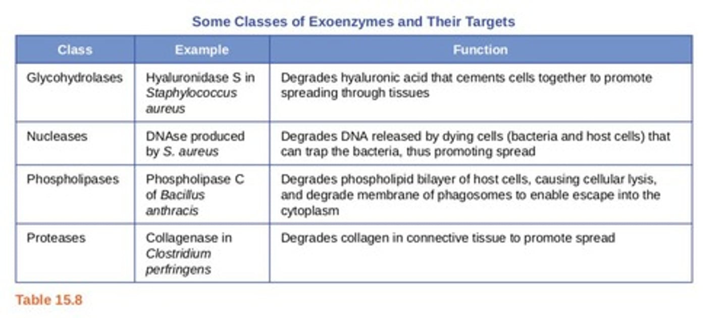 <p>Enzymatic virulence factors help bacteria invade tissue and evade host defenses.</p>