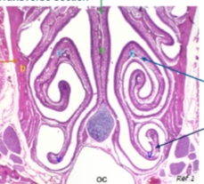 <p>transverse section of the nasal cavity</p><ul><li><p>orange arrow = maxillary bone</p></li><li><p>middle = midline septum</p></li><li><p>blue arrows = conchae (dorsal and ventral)</p></li><li><p>b = bone (maxilla)</p></li><li><p>d = dorsal conchae</p></li><li><p>oc = oral cavity</p></li><li><p>s = septum</p></li><li><p>v = ventral conchae</p></li></ul><p></p>