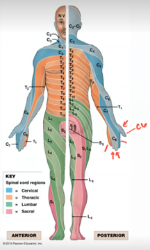 <p>a specific strip of skin that is innervated by a specific spinal nerve</p>