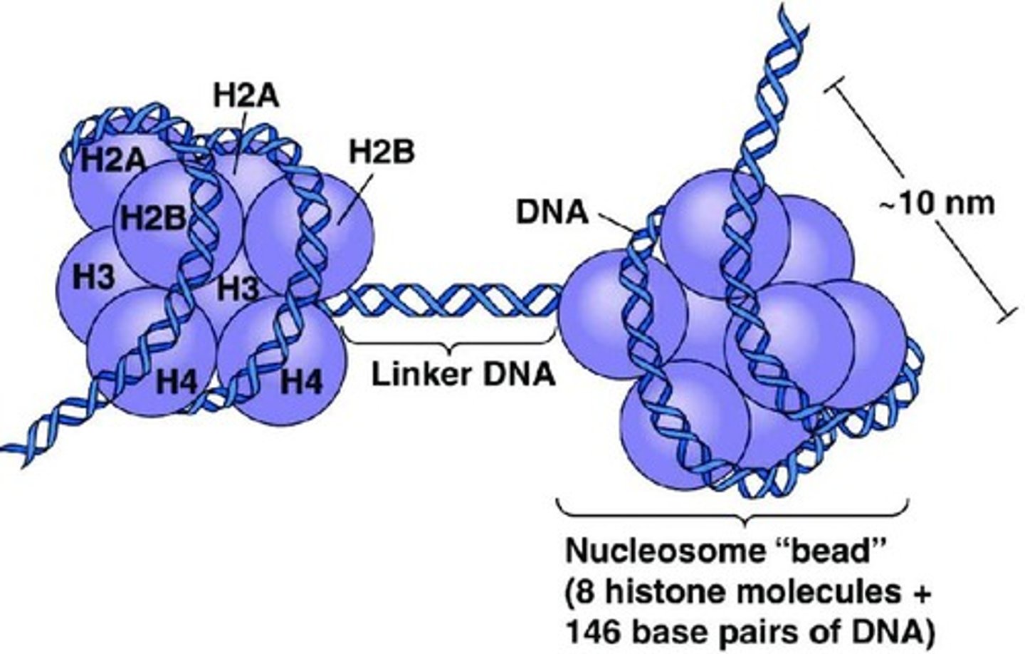 <p>DNA wrapped around protein spools for packaging.</p>