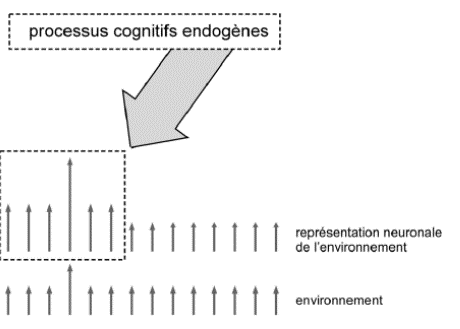 -l'attention involontaire permet la détection et l'analyse d'une info potentiellement pertinente même si elle est présentée hors du foyer de l'attention sélective : mécanisme bottom up
-implique la capacité de capturer l'attention par le stimulus lui-même
-le déclenchement de la capture attentionnelle vient "d'en bas" (de l'info entrante de son traitement) et agit "en haut" (en redirigeant l'attention vers des stimuli particulièrement saillants)
-l'attention est momentanément retirée des opérations permettant de réaliser une certaine tâche
-ce retrait réduit induit une diminution du traitement des infos sur lesquelles étaient appliquées ces opérations, et une baisse de performance dans la réalisation de la tâche
