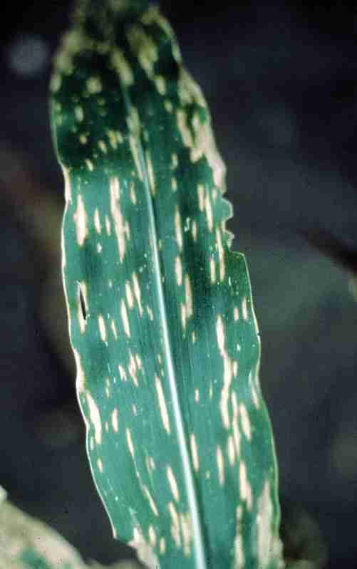 <p>Corn Leaf Spot</p><p>Symptoms:</p><p>• begin as small diamond-shaped lesions.</p><p>• develops into elongated or rectangular brown spots.</p><p>Descriptions: conidia are curved, fusiform, pale to golden brown, distoseptate, </p><p>multiseptate, lunate with round ends, smooth, and with distinct basal scar.</p>