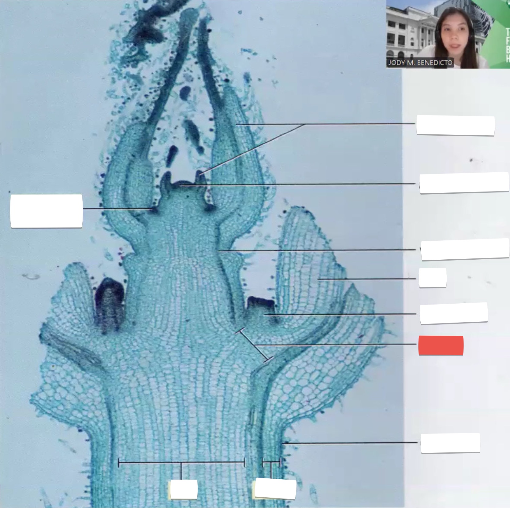 <p>identify the part in red</p>
