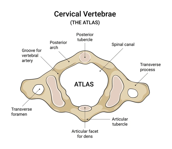 <ul><li><p>Atlas has no body</p></li><li><p>Superior surface of its transverse processes contain large depressions that receive occipital condyles of skull</p></li><li><p>Yes!</p></li></ul><p></p>