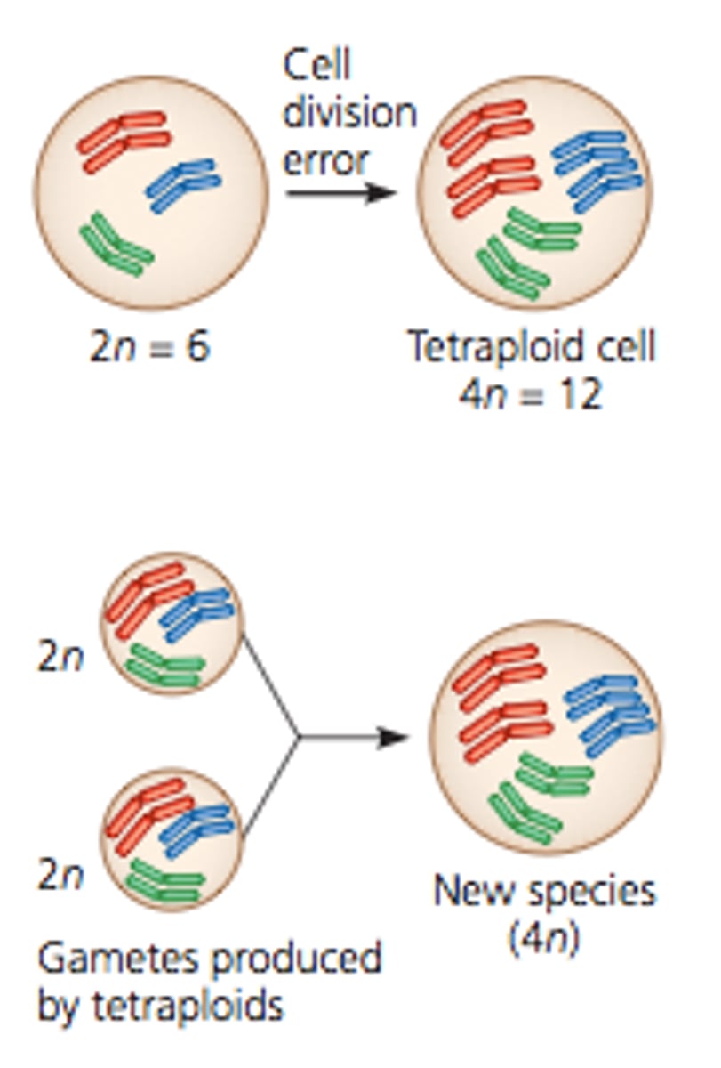 <p>A polyploid produced within a species as a result of nondisjunction. It is an increased number of SETS of chromosomes within a single species.</p>