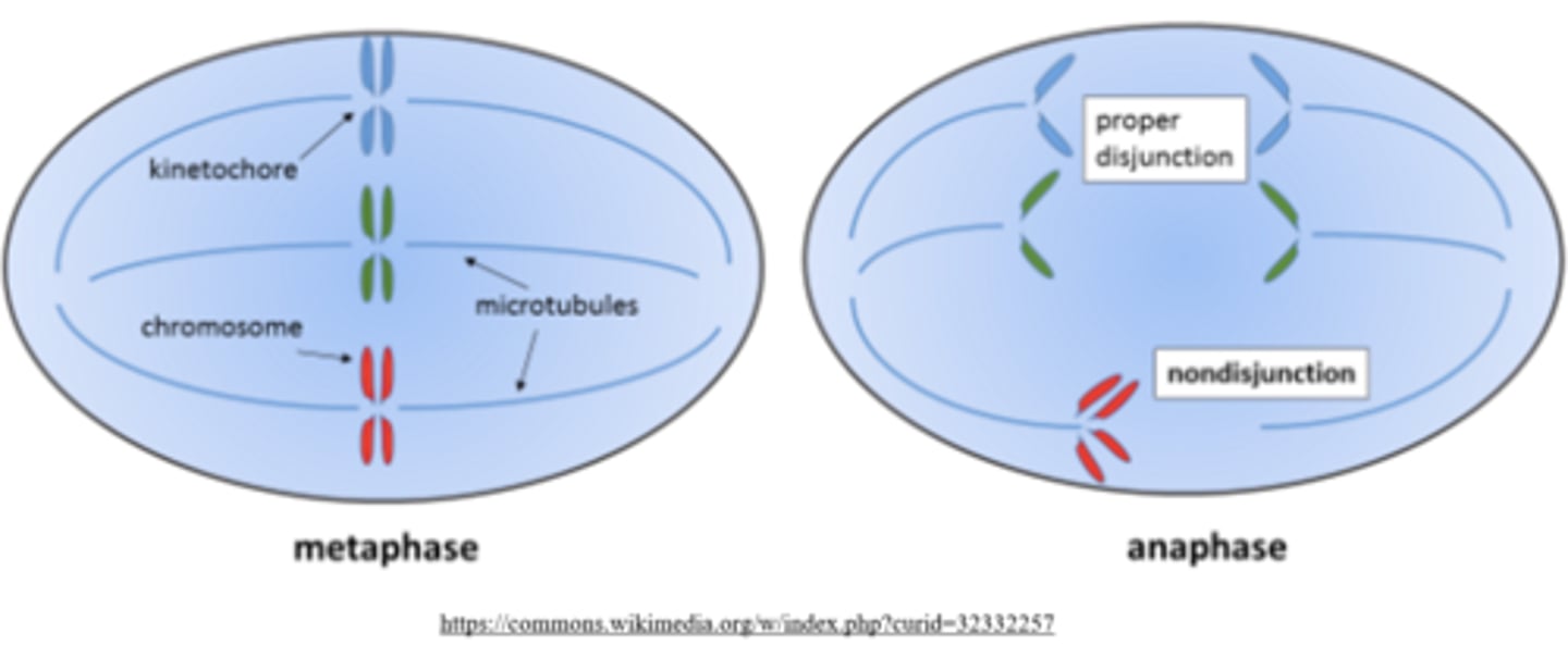 <p>nondisjunction</p>