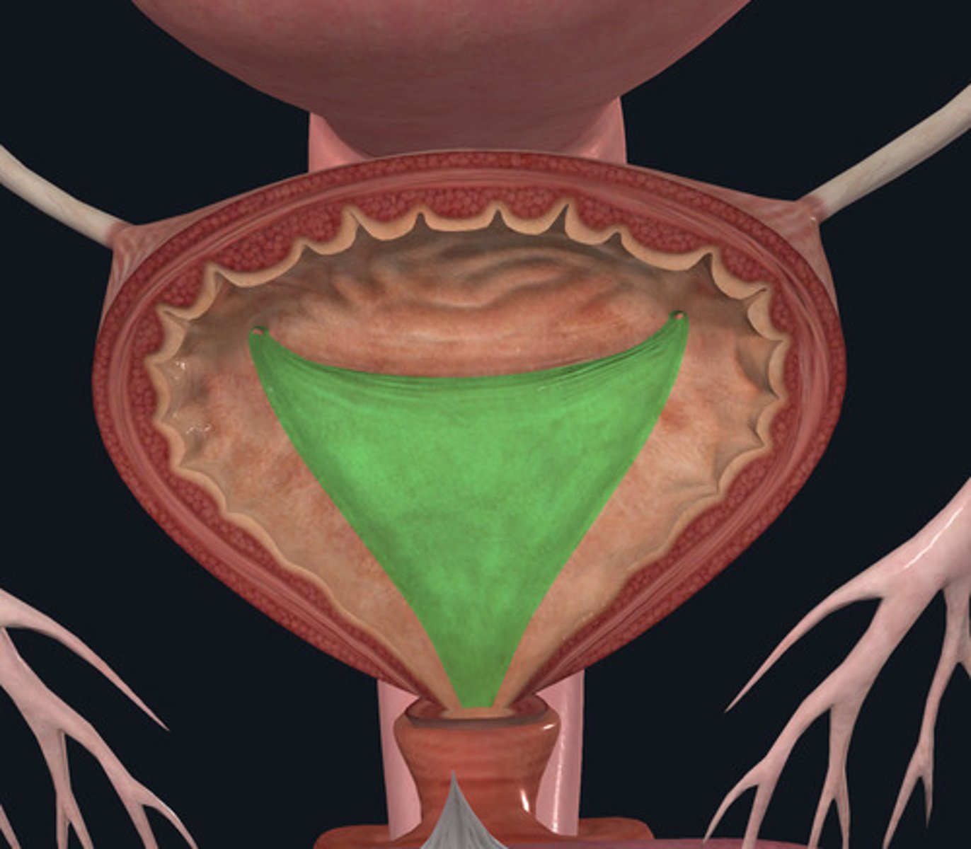 <p>ID Structure Highlighted Green</p>