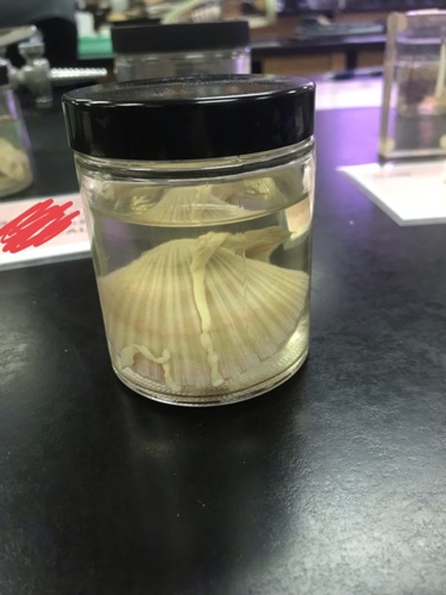 <p>For the following specimen(s), give the entire taxonomy and the name of the specimen(s)</p>