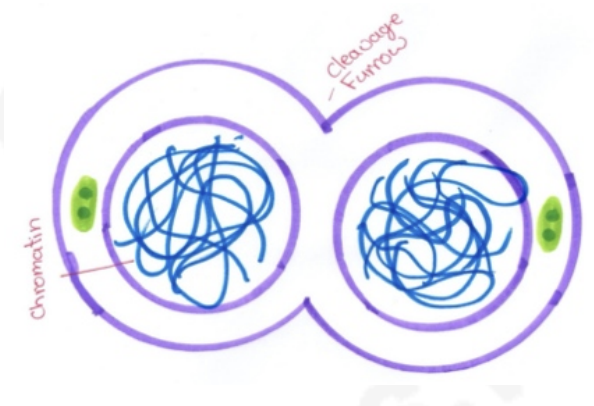 <p>- nuclear envelope and nucleolus reforms</p><p>- nucleus divides</p>
