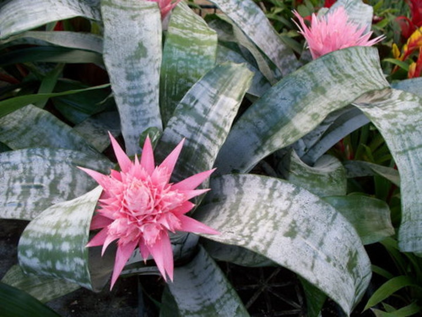 <p>Aechmea fasciata cv.</p>