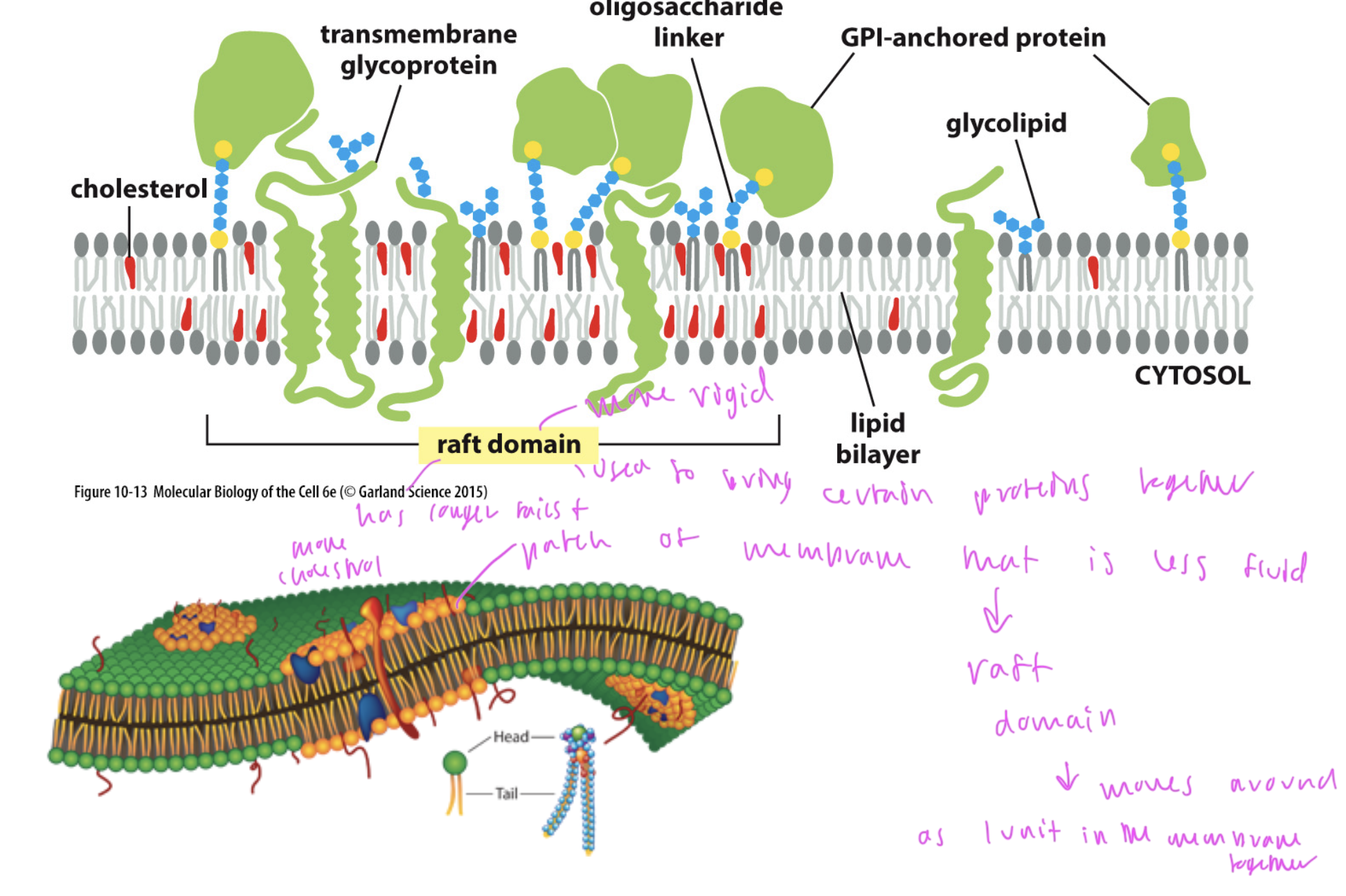 <p>rigid domains of the phospholipid bilayer formed to bring certain groups of proteins together</p><ul><li><p>this region has longer hydrocarbon tails, more cholesterol, etc</p></li></ul><p></p>