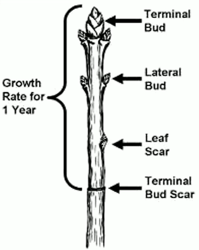 <p>Terminal/Apical Bud &amp; Lateral/Axillary Bud</p>