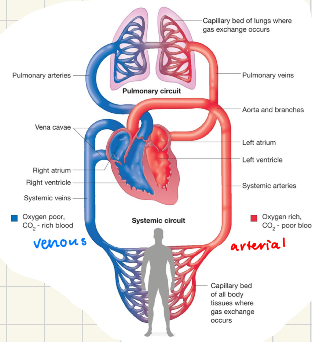 <p>respiratory; circulatory</p>