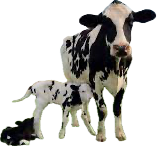 <p>A young bovine animal and an its mother. </p><p></p>