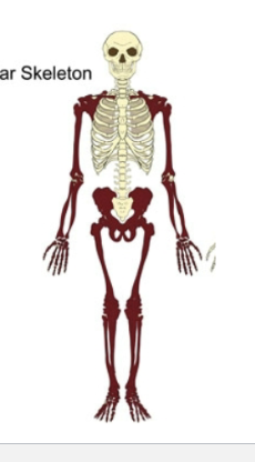 <p>Limbs (Shoulder, arm, hip, leg, bones)</p>