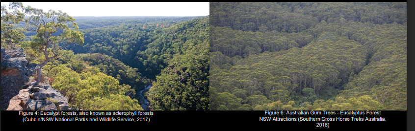 <p>tropical/temperate rainforests.</p><p>.'</p><p>Rainforest are either tropical (moist and warm/Queensland) or temperate (cool in winter, warm in summer/Victoria and Tasmania) 22% Australia is covered in forest and 78% Eucalypt Range from 5-30metres tall Fuel Strata: Surface fuel, dead leaves, bark and twigs Near surface fuel, grasses, low shrubs, creepers and collapsed understorey Elevated fuel, shrubs, regeneration of overstorey trees Canopy, crowns of the tallest trees (closed or open)</p>