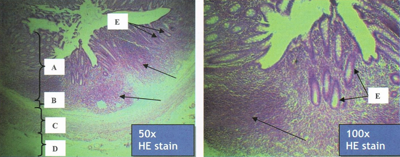 <p>Identify the structure</p>