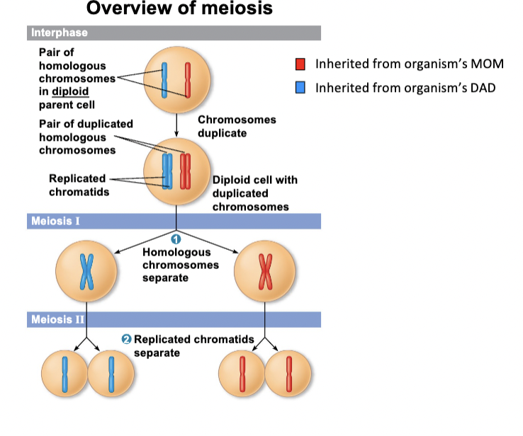 <p>-5 stages including interphase</p><p>-occurs in somatic cells</p><p>-purpose is sexual reproduction</p><p>-produces 2 diploid daughter cells</p>