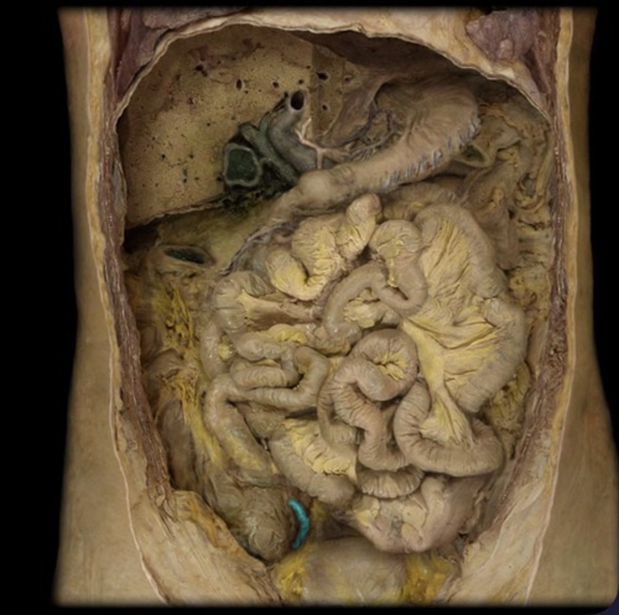 knowt flashcard image