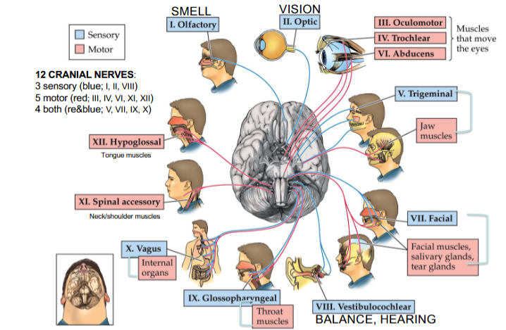 <p><strong>Cranial Nerve XI </strong></p><p>Controlling neck and shoulder movement </p>