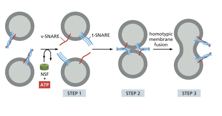 <p>After COPII coat is lost, ER derived vesicles fuse together</p>