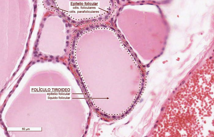<ul><li><p>E. Glandular Pluricelular (endocrina)</p></li><li><p>Tipo FOLICULAR (tiroides)</p></li><li><p>Alrededor: Células foliculares</p></li><li><p>Adentro: Hormona Coloide</p></li></ul><p></p>