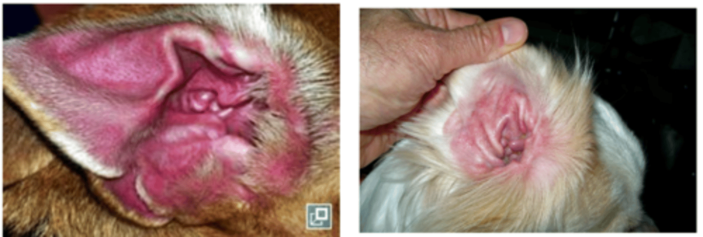 <p>acute or chronic otitis?</p>