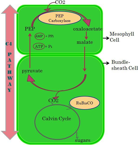 C4 photosynthesis cycle. Biodiffrences.com