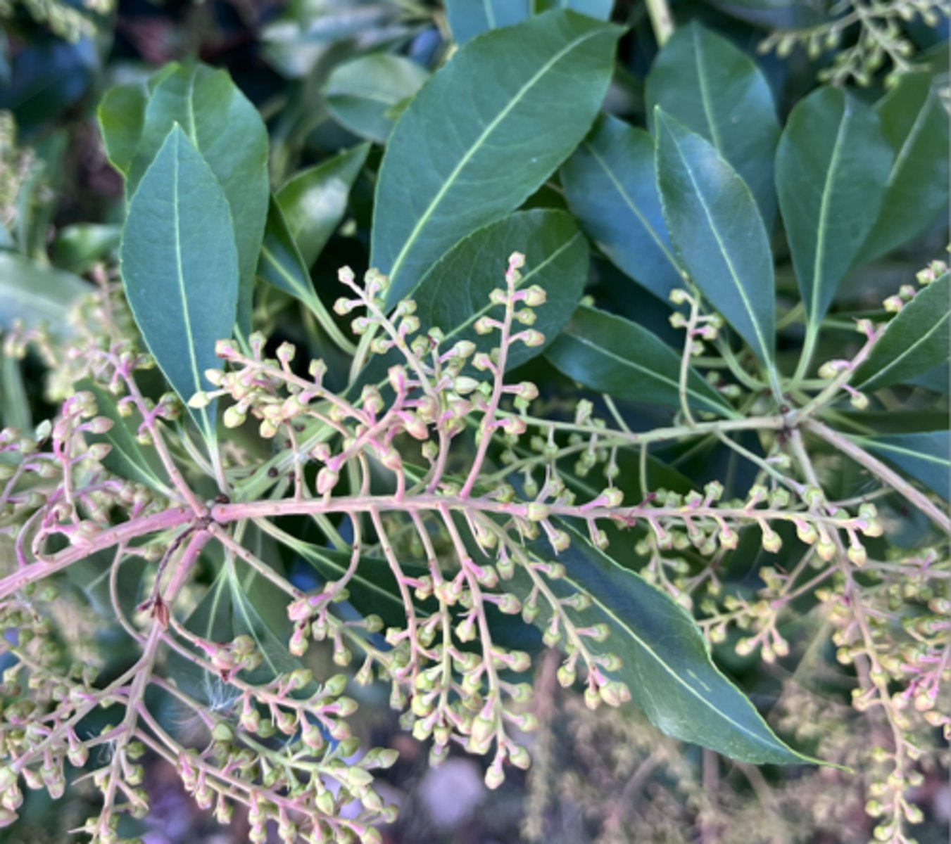 <p>mt. laurel leaf w crenate margin, prominent infructescence</p>