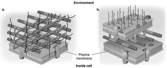<p>In Figure 4.3, which diagram of a cell wall is a gram-negative cell wall?</p>