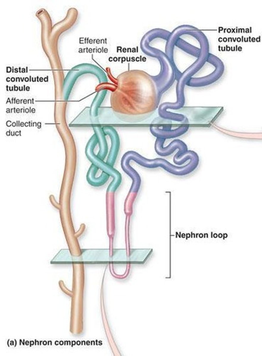 <p>Originates at sharp bend in proximal convoluted tubule; consists of descending limb and ascending limb.</p>