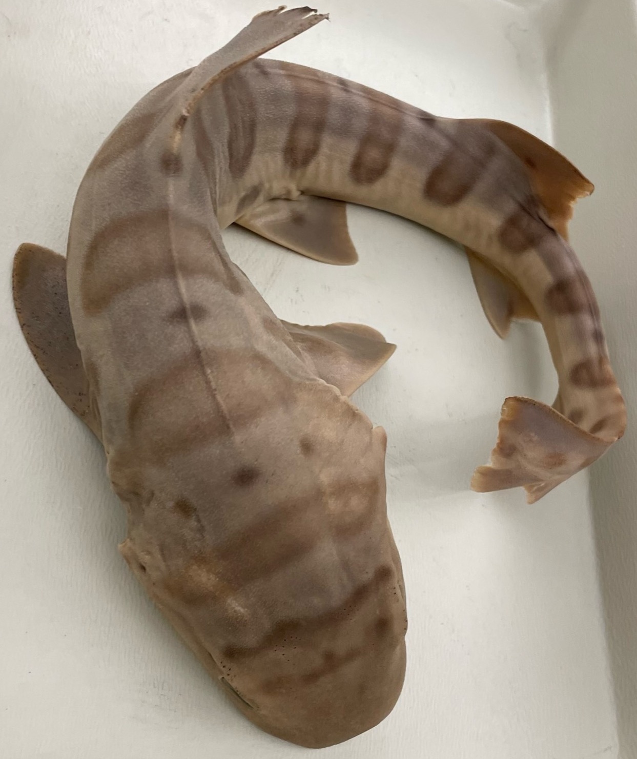 <p>&gt;</p><p>phylum</p><p>subphylum</p><p>superclass</p><p>class</p><p>subclass</p><p>subdivision</p><p>order</p>