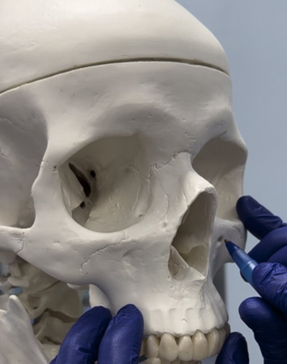 <p>Hole shown under the eye</p>