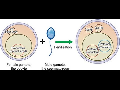 <p>The <strong>pronuclei</strong> form and replicate DNA, then fuse to create a <strong>zygote</strong>.</p>