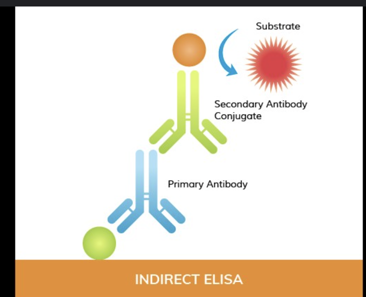 <p>It detects if you have a specific antibody, indicates if you have previously exposed to pathogen before indirectly </p>