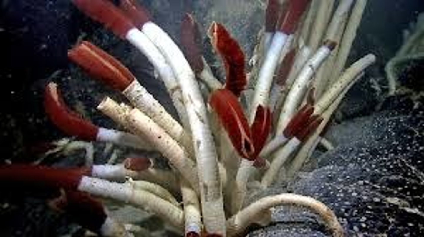 <p>•Anterior cephalic lobe, bearing a beard of 1 - 1000's ciliated tentacles</p><p>• Trunk with pair of coelomic cavities</p><p>• Gut tissue forms an organ (trophosome) that becomes filled with chemosynthetic bacteria</p><p>• Segmentation confined to small rear portion (opisthoma)</p><p>• Habitat - Near Hydrothermal Vents</p>