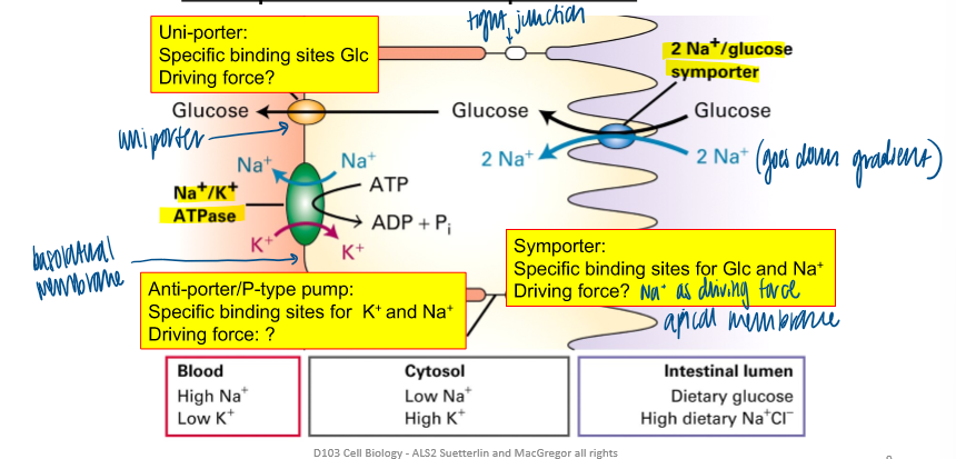 <p>the glucose concentration in the intestine varies during the day (ex: before and after a meal) </p><ul><li><p>need a symporter and uniporter for this reason </p></li></ul><p></p>
