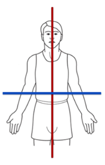 <ul><li><p>the transverse (horizontal) plane</p></li><li><p>medial/lateral rotation, YAW</p></li></ul><p></p>