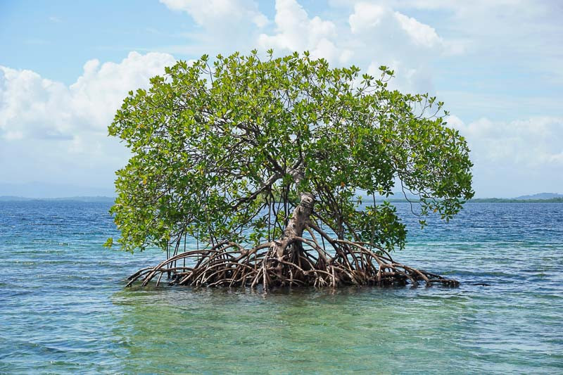 <p>Red Mangrove*</p><p>Large prop roots that go down from the tree into the water, has propagule seed pods</p>