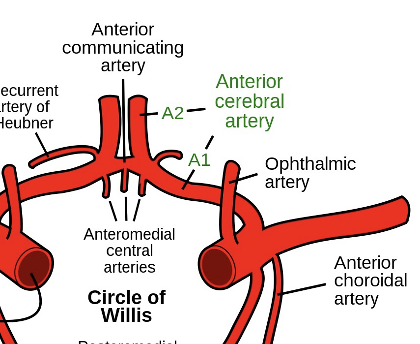 <p>Anterior cerebral artery</p>