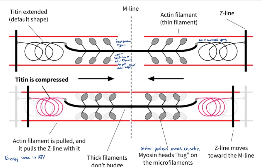 <p>How muscle cells are able to contract individually and collectively to produce muscle contraction; how muscle cells generate motion</p><ul><li><p>ATP powered</p></li></ul><p></p>
