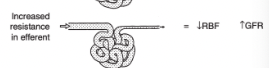 <p>Decreased renal blood flow</p><p>Increased GFR</p>