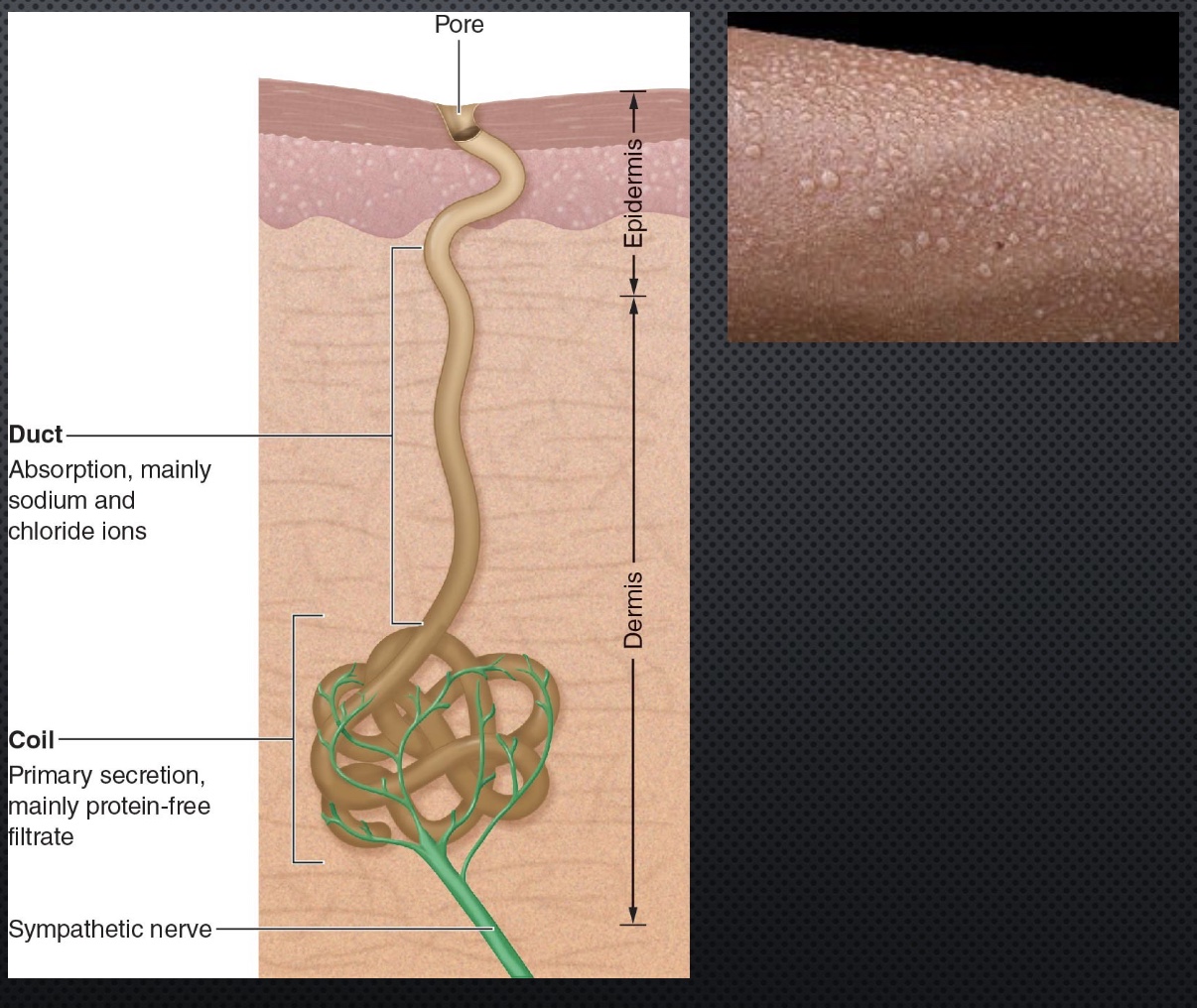 <p>-maximal sweat rates=2-4L/hr</p><ul><li><p>how measure: hot and humid envionrment, no airflow, exercise, look at weight loss; want to maximize heat gain)</p><ul><li><p>everybody has a dif range</p></li></ul></li></ul><p>-1L=1kg; 1L=580kcal/hr</p><p>-Salt=3g/L sweat</p><ul><li><p>2.3g/day recommendation, thus easy to sweat it all out</p></li></ul><p>-humidity hinders evaporation</p>