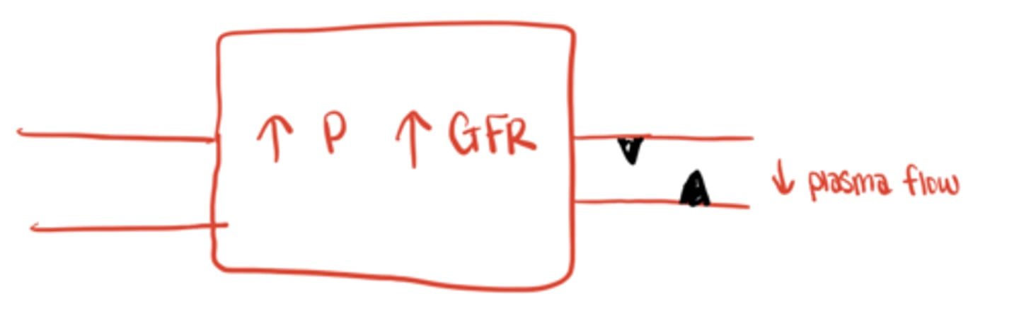 <p>Blood exits more slowly → ↑ glomerular pressure → ↑ GFR</p>