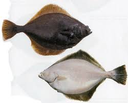 <p>Right eye flounders (starry flounder, english sole, pacific halibut)</p><ul><li><p>flat</p></li><li><p>eyes on right side</p></li><li><p>triangle shaped dorsal and anal fins </p></li></ul><p></p>